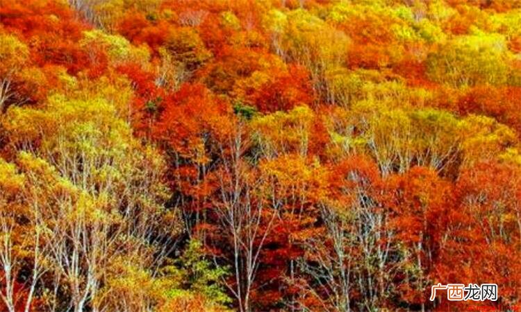 香山红叶位于在我国哪一座城市? 红叶著名的香山位于哪座城市