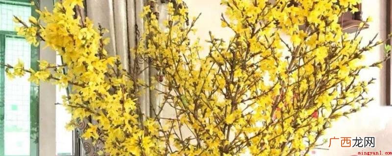 一寸金先开花后长叶,花凋谢后长新叶 寸寸金长了叶子还会开花吗