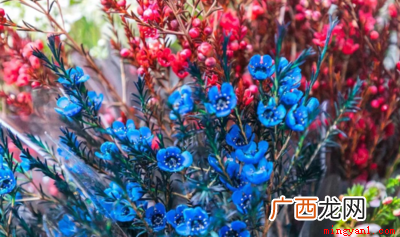 满天星各种颜色的花语和寓意 满天星花语和寓意是什么？