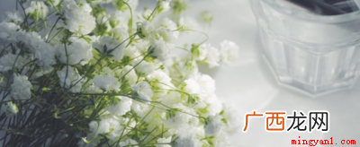 满天星各种颜色的花语和寓意 满天星花语和寓意是什么？