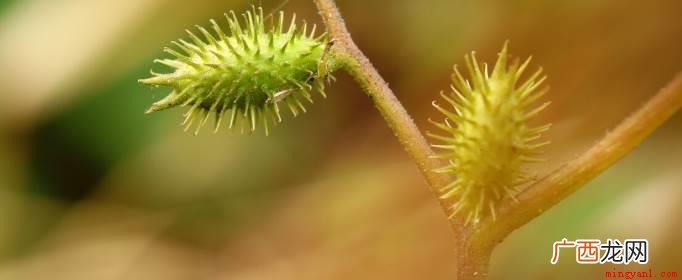 植物妈妈有哪些植物传播种子的方法? 植物妈妈有哪些植物传播种子的方法？