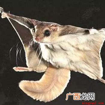 哺乳啮齿类动物说白了 寒号鸟是种什么动物？