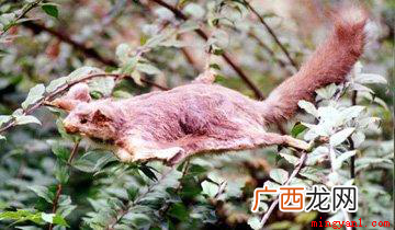 哺乳啮齿类动物说白了 寒号鸟是种什么动物？