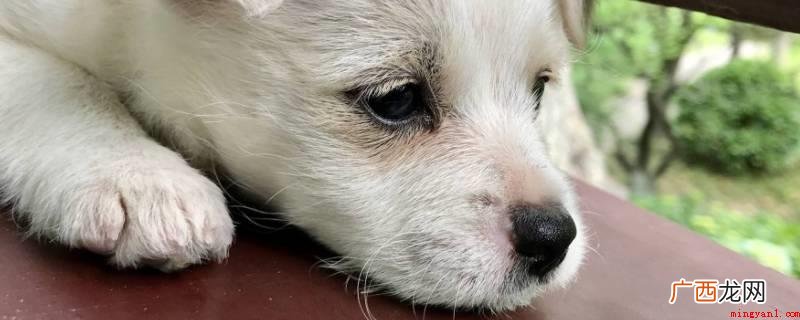 狗和人一样,情感十分丰富,在伤心的情况下也会流下悲伤的泪水 为什么卖狗的时候狗会哭