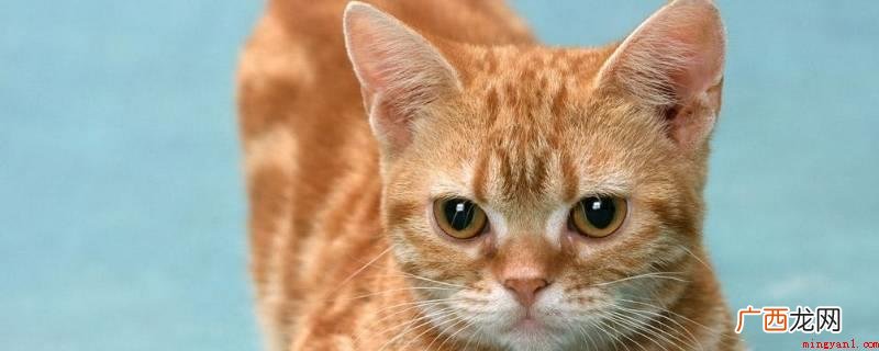 虚伪的猫结尾可以写成 虚伪的猫怎么写结尾