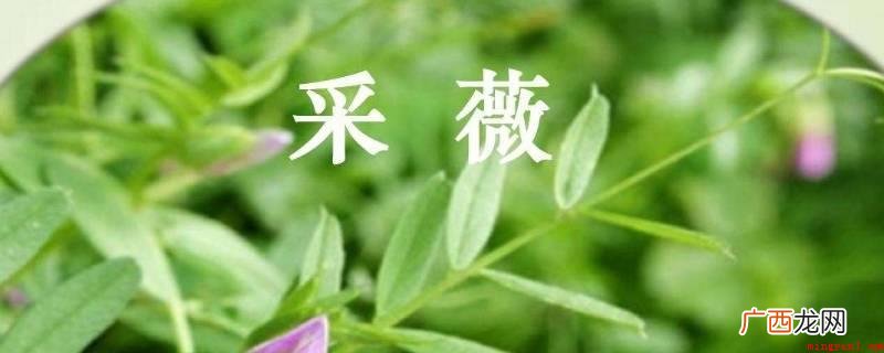 采薇采薇一把,薇菜新芽已长大。说回家呀道回家,眼看一年又完啦 六年级下册采薇写文章咋写