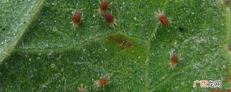 越冬雌成螨开始活动危害 特别小的红色的小蜘蛛是什么