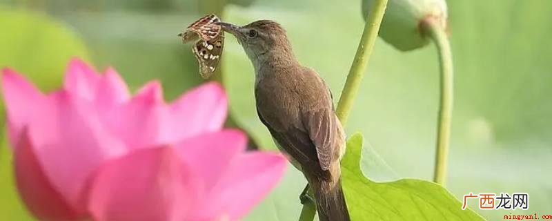 昆虫的消化系统简单介绍 鸟和昆虫有什么不同