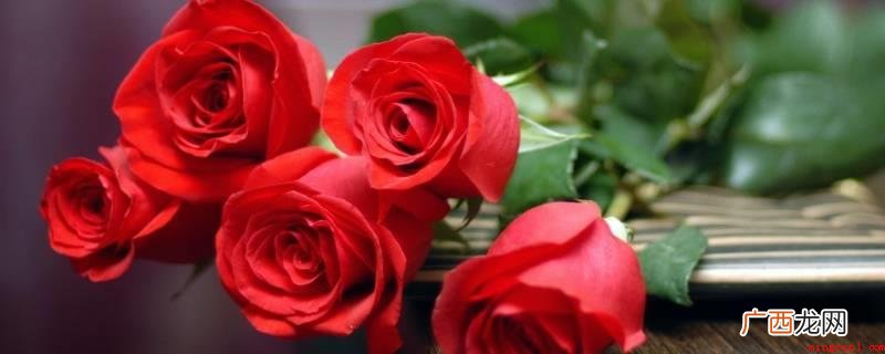 红玫瑰花语有我爱你、热恋、希望与你泛起激情的爱 红玫瑰花语