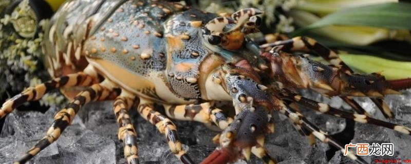 龙虾死了应根据需要选择保鲜或是冷冻 龙虾死了保鲜还是冷冻