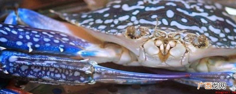 远海梭子蟹的雄性个体 花蟹有时专指兰花蟹 花蟹怎么保存才能活久些