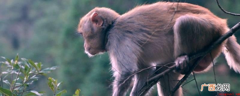猴子爱吃树胶、香蕉、桃子、鸟卵等食物 猴子爱吃什么