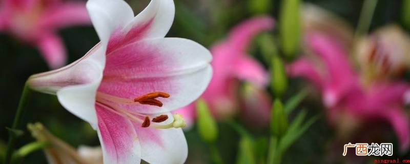 百合花的果实是可以食用的 百合花可以放在睡觉的房间吗