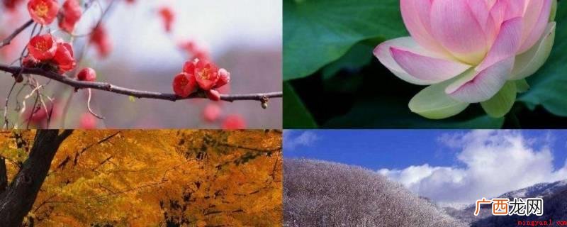 我是你的四季限定下一句为:是跳动不止的心意 我是你的四季限定下一句