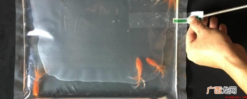 鱼在氧气袋里可以存活20小时左右吗 鱼在氧气袋里能坚持多久
