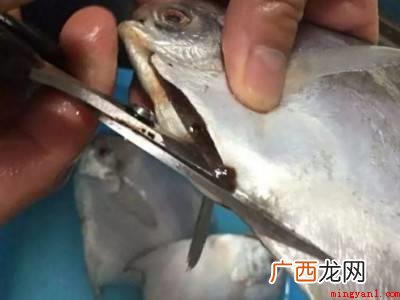 银鲳鱼的养殖方法有哪些 银鲳鱼怎么清理内脏
