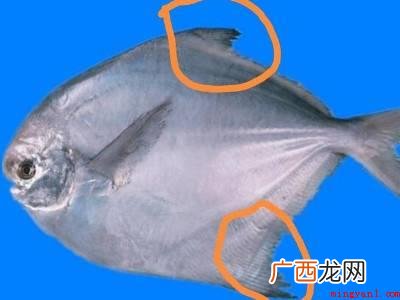 银鲳鱼的养殖方法有哪些 银鲳鱼怎么清理内脏