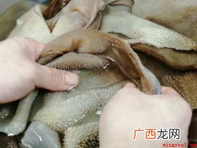 什么是毛肚_有问必答 毛肚如何保存冷藏