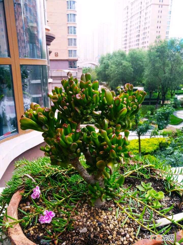 家中养3种花旺财旺人 风水里最吉祥的花