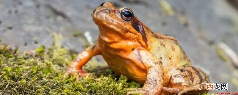 人工饲养繁殖比其他蛙类容易 活蛤蟆的保存方法