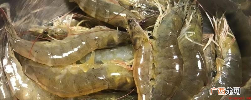 甲壳亚门十足目游泳亚目动物 活虾怎么速冻才会保持新鲜