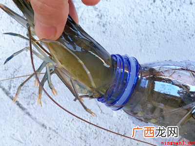 甲壳亚门十足目游泳亚目动物 活虾怎么速冻才会保持新鲜