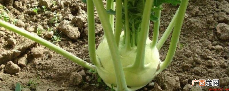 禾本科竹亚科多年生常绿植物,原产中国,有“居不可无竹,食不可 地上茎有哪些蔬菜