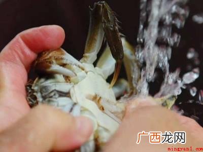 大闸蟹是河蟹的一种,河蟹学名中华绒螯蟹 带绳的大闸蟹怎么清洗