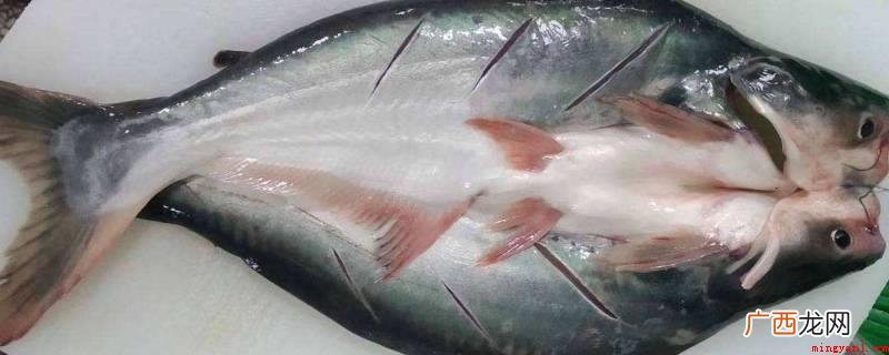 越南湄公河鱼繁殖与饲养 开背鱼有刺吗