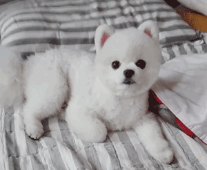 养博美犬这5件事千万不要对它做 养博美的禁忌有哪些东西