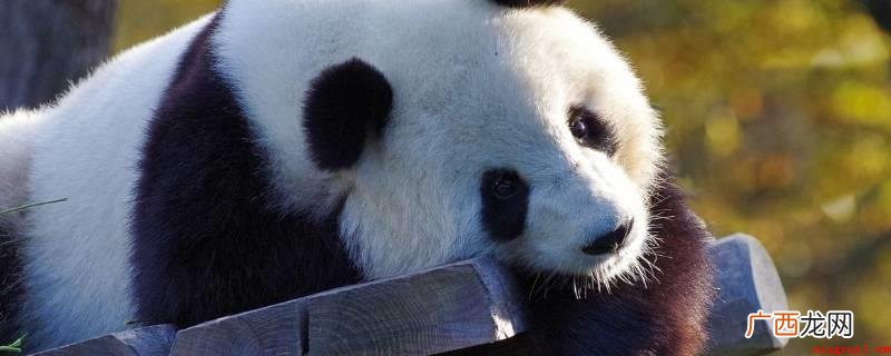 大熊猫生活在中国四川、陕西和甘肃的山区 大熊猫生活在哪些地区