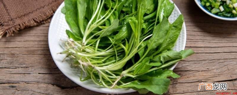 常吃野菜有荠菜、马齿苋、曲曲菜、蒲公英、马兰头、蕨菜、折耳根 常吃的野菜都有什么品种