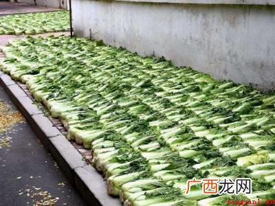 白菜挑选包心结实、无虫、无霉点的白菜,去掉外面的烂叶、黄叶; 大白菜怎么保存时间长