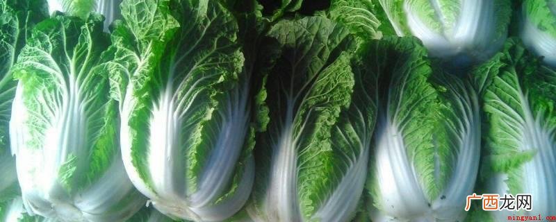 白菜挑选包心结实、无虫、无霉点的白菜,去掉外面的烂叶、黄叶; 大白菜怎么保存时间长