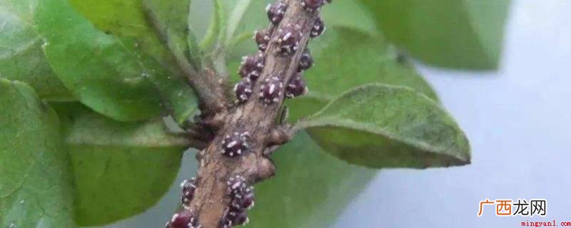 若虫期防治:多数蚧壳虫 冬天蚧壳虫怎样彻底消灭