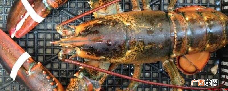 波士顿龙虾是进口的吗
