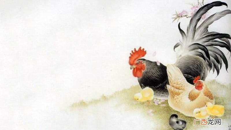 生肖为鸡的朋友生下鼠宝宝不必担心了 鸡生属鼠的孩子相冲吗