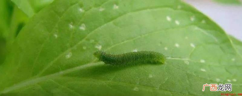 能虫是四川老家土话,它是一种长约五厘米的小虫,全身墨绿,头部 能虫是什么动物