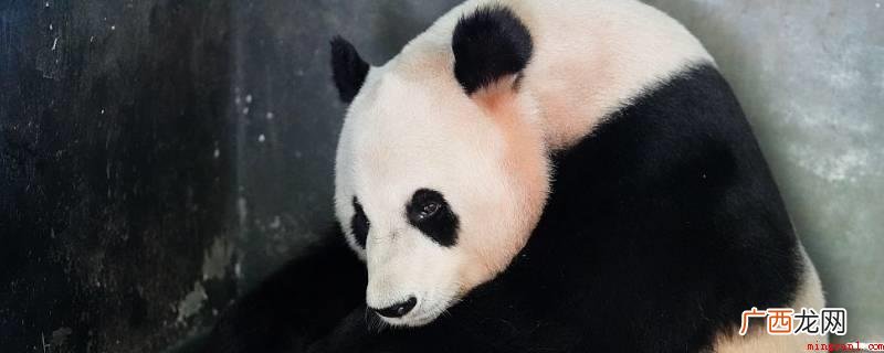 重庆动物园中不光有熊猫,而且其还是熊猫繁殖基地之一 重庆有熊猫吗