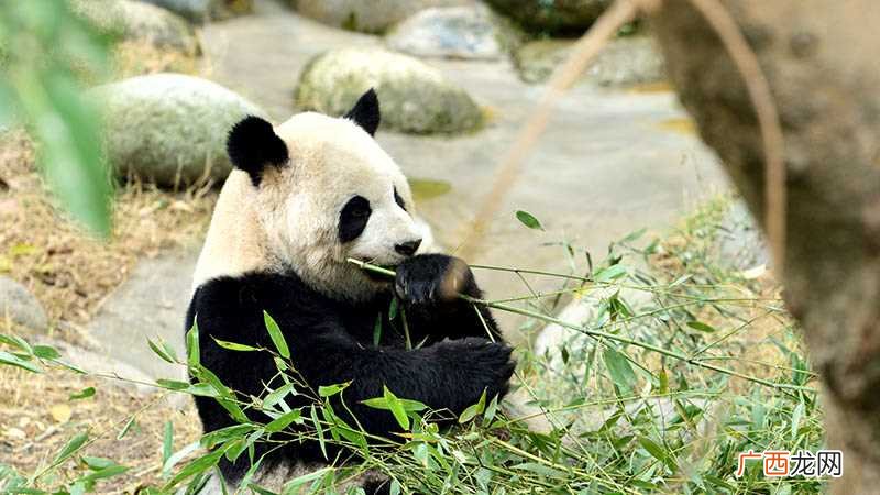 女人梦见被熊追什么意思