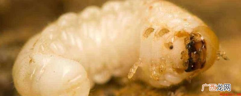 硅藻土倒在有蛆虫的地方 杀死蛆虫的小妙招