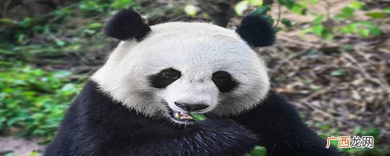 大熊猫的特点是什么