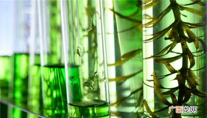 蓝藻是一类没有细胞器结构的藻类植物 蓝藻是单细胞生物吗