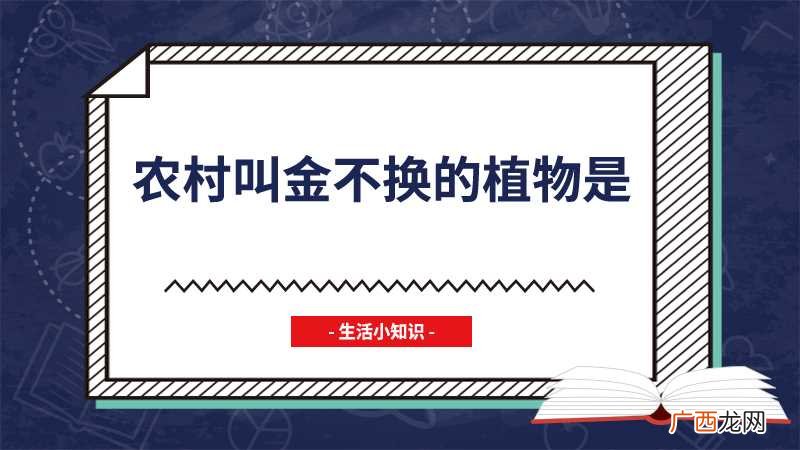 农村叫金不换的植物是