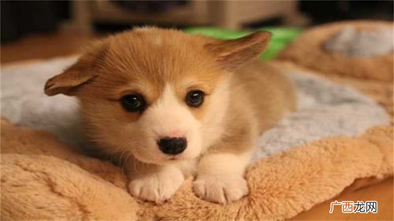 狗与蛇相冲吗
