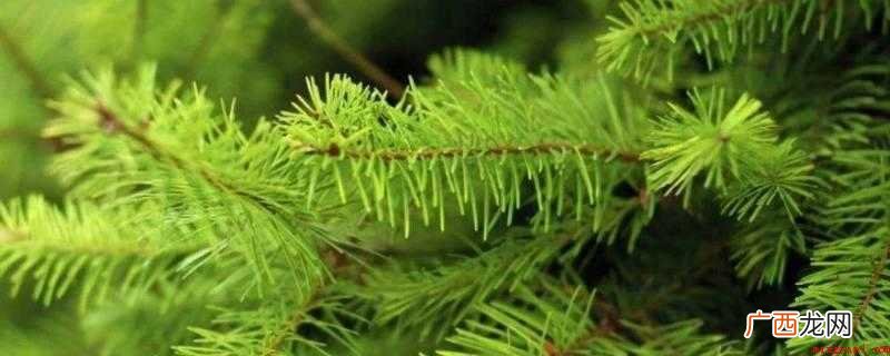 冷杉味是带着淡的松木气息,清新凌冽,味道醇厚 冷杉味是什么味道
