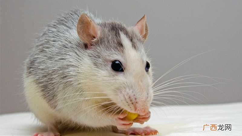 男属猴和女属鼠在一起是很相配的 鼠和猴合不合