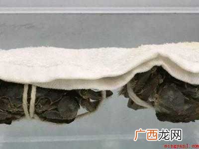 螃蟹的保存方法及注意事项 生河蟹怎么保存时间长
