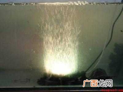 波士顿龙虾做法是什么? 波士顿龙虾活的怎么保存