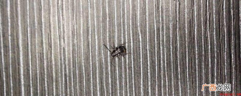 昆虫的种类有哪些? 地毯下面有虫子怎么回事